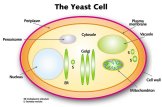 In this picture you can see a schematic sketch of a yeast cell