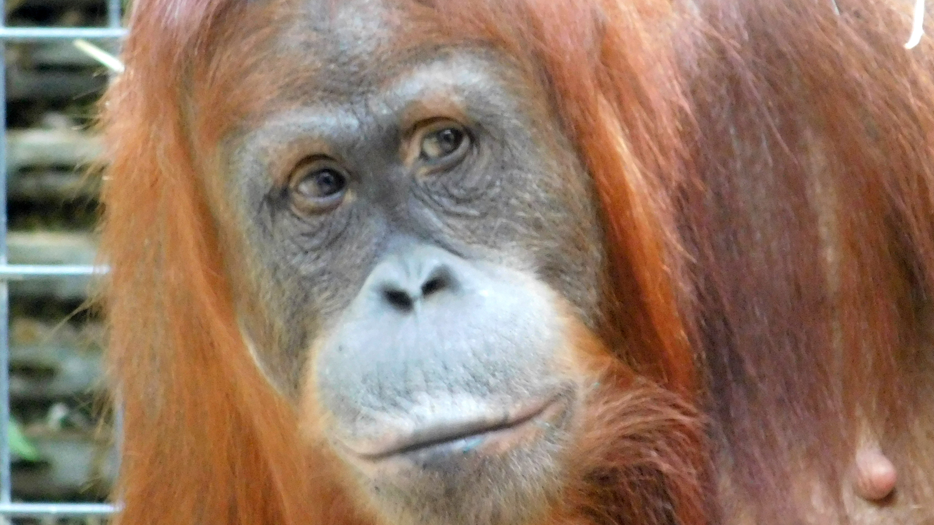 weiblicher Sumatra-Orang-Utan