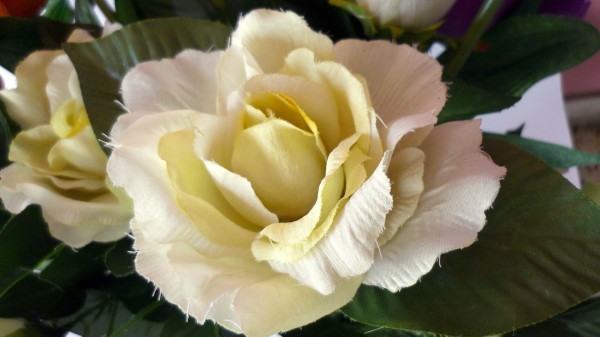 Eine mittelweiße Rose als Symbol für Preise und Würdigungen 