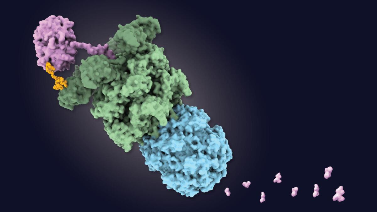 Bildbeschriftung: Wirkprinzip: Das Zielprotein (rosa) bindet das orangefarbene BacPROTAC, wird daraufhin durch das grüne Enzym entfaltet und durch das blaue Enzym abgebaut.