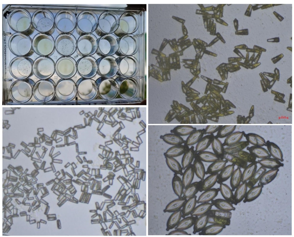 Austrocknungsexperimente mit Diatomeen