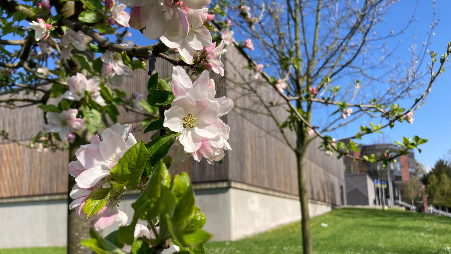 Apfelbaumblüten vor dem Audimax am Campus Duisburg 