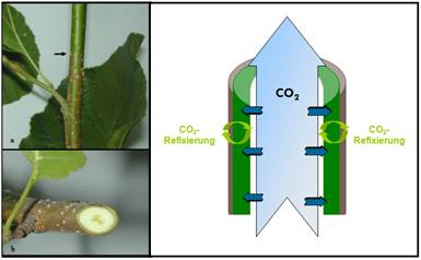 Foto: Copyright C. Wittmann