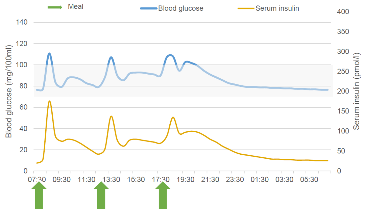 Diagram of the blood glucose level during the day
