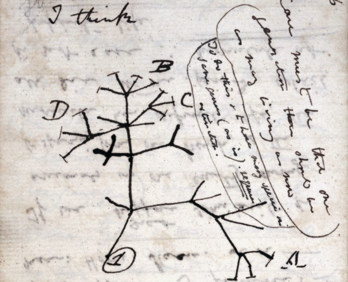 Skizze eines evolutionären Stammbaums von Charles Darwin