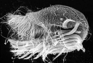 Freshwater plankton as a habitat for hygienically relevant ...