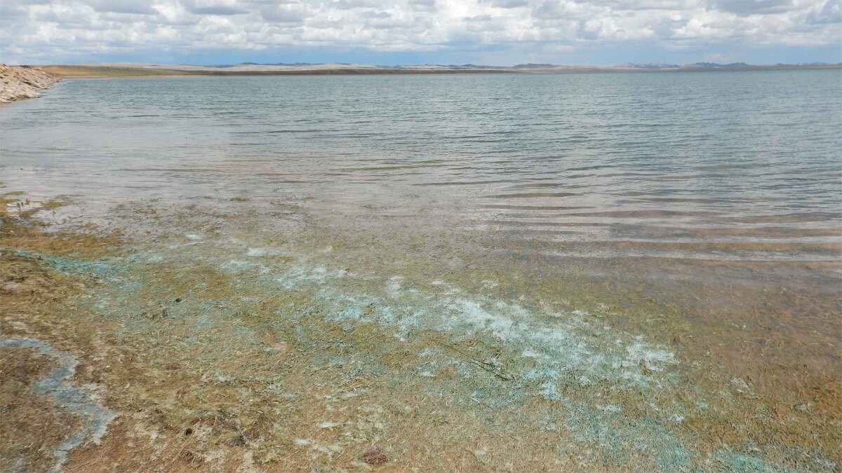 Captured in 2020, by the Wyoming Department of Environmental Quality, this image shows an Aphanizomenon and Dolichospermum bloom in a Wyoming reservoir. Aphanizomenon and Dolichospermum are types of cyanobacteria that can harm people, animals, and the environment when they bloom.