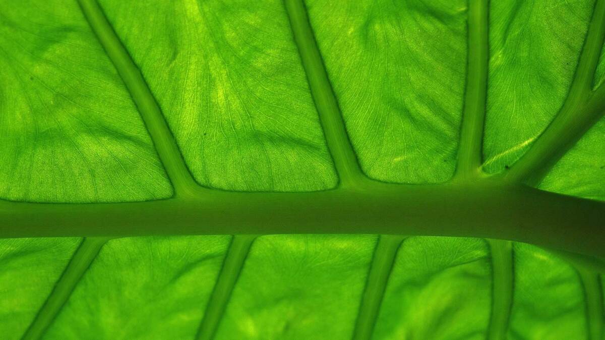 grünes Blatt im Gegenlicht mit sichtbaren Blattadern