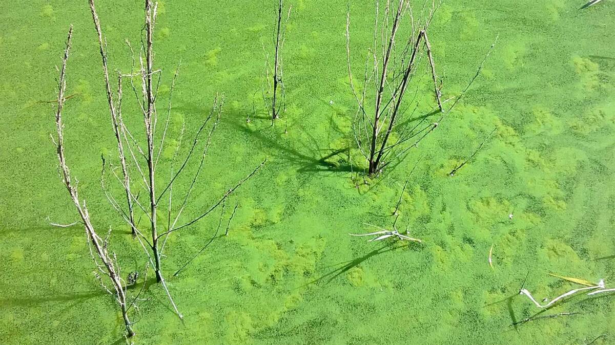 Captured in 2018, by the Utah Department of Environmental Quality, this image shows a bright green cyanobacterial bloom in Upper Box Creek in Utah.