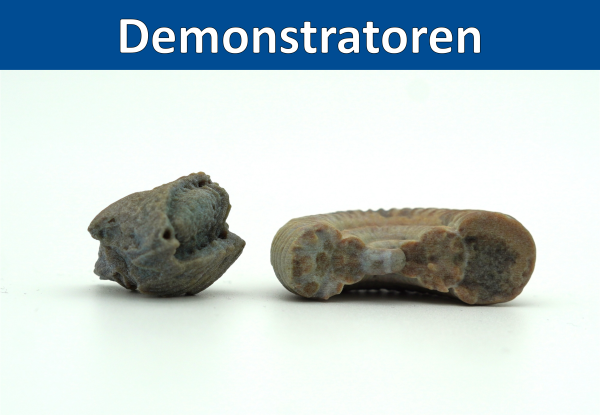 'Demonstratoren' in weißer Schrift auf blauem Balken; darunter zwei nebeneinander angeordnete 3D-gedruckte Fossilienmodelle.