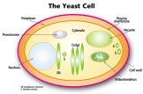 Auf dem Bild ist eine Hefezelle schematisch dargestellt.