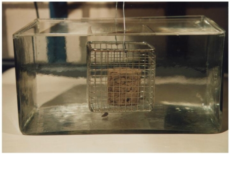 Abb. 4: Der Zerfallsversuch nach Weißmann 