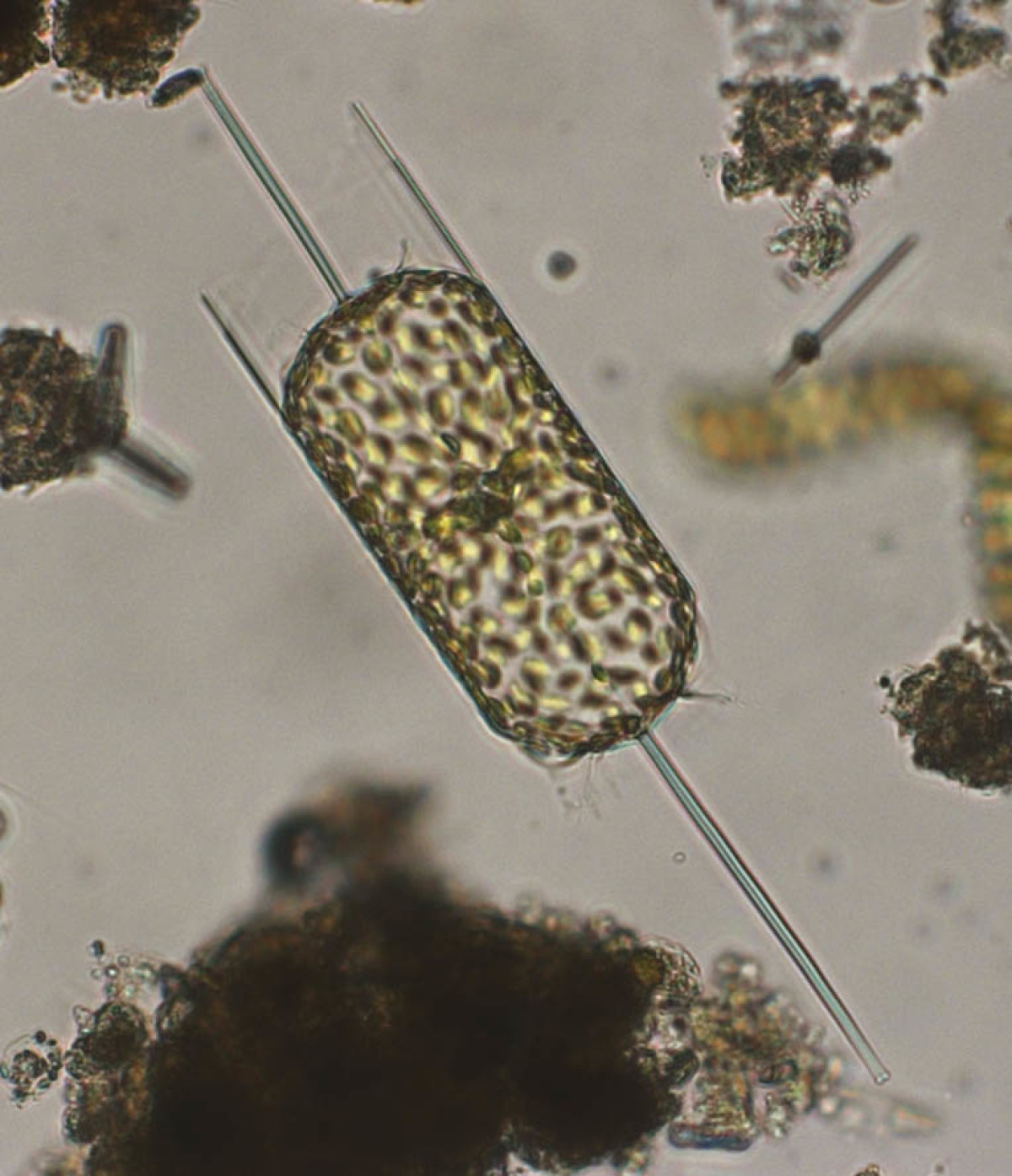 Living diatom cell