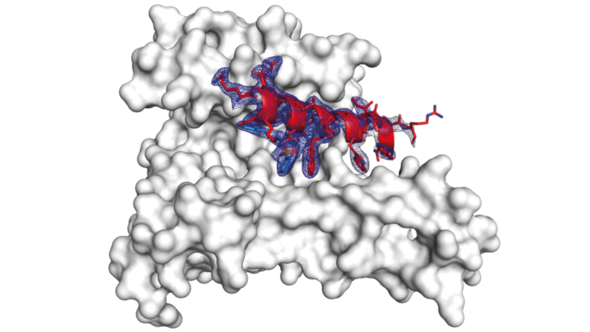 Schematische Darstellung des Proteinkomplexes: Das Protein 14-3-3 ist bildfüllend zu erkennen, darauf liegt klein das blaue Klebemolekül. Vom zweiten Protein ist nur ein kleiner Teil (rot) zu sehen.