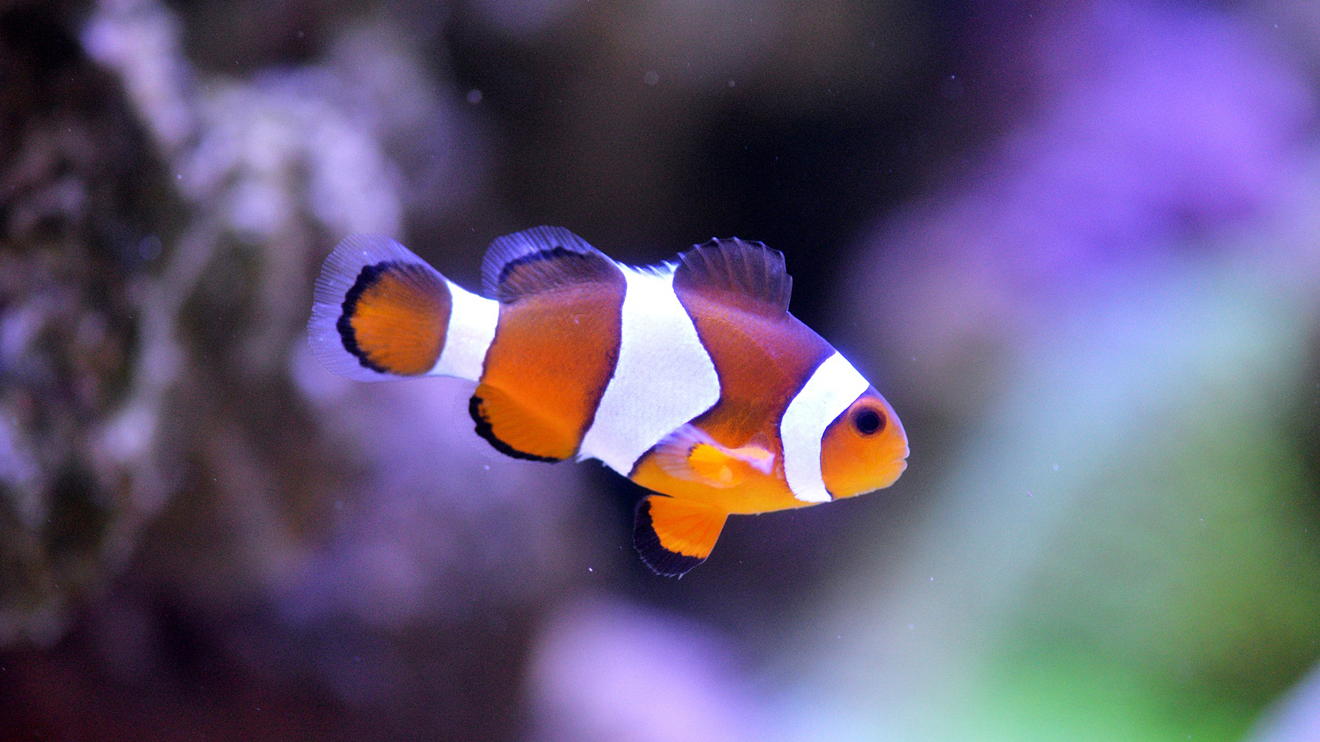 orange-weißer Clownfisch