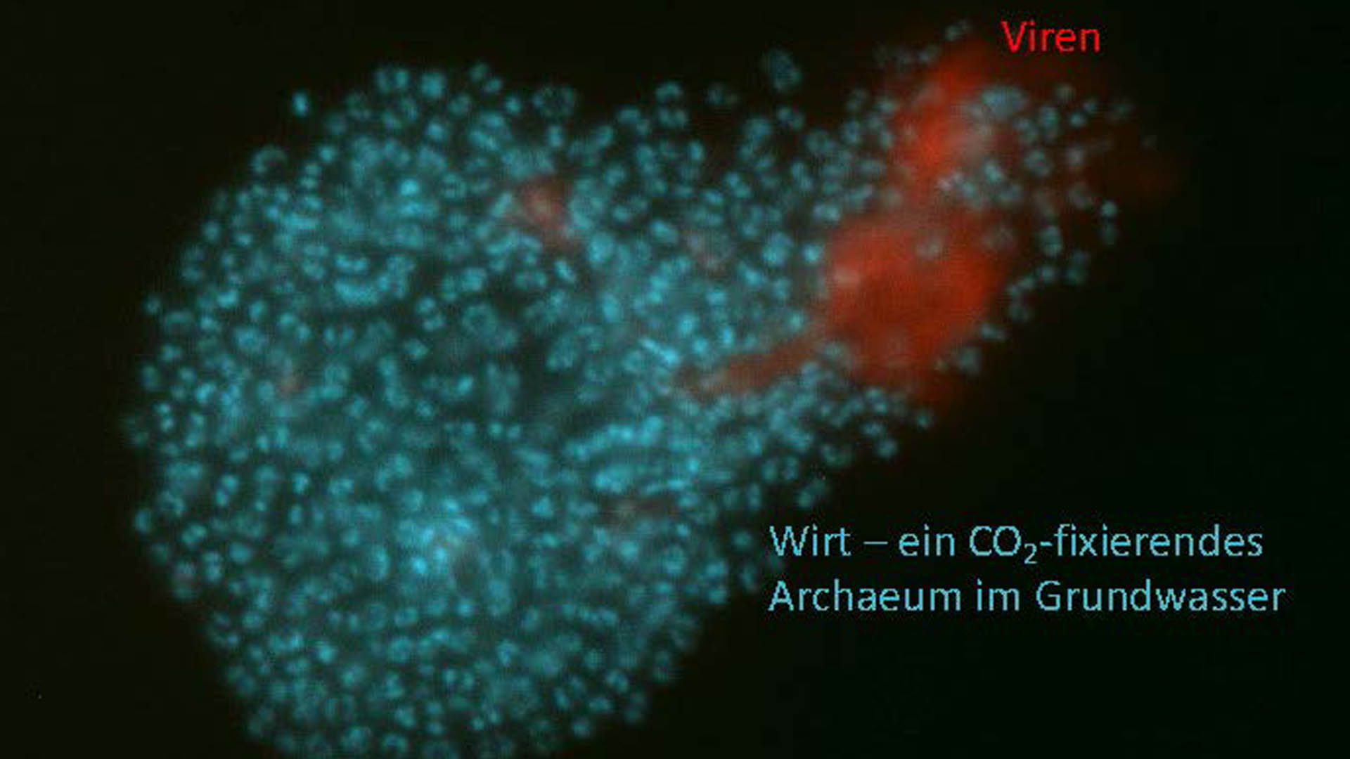 Viruses and their host, a CO2-fixing archaeum in groundwater