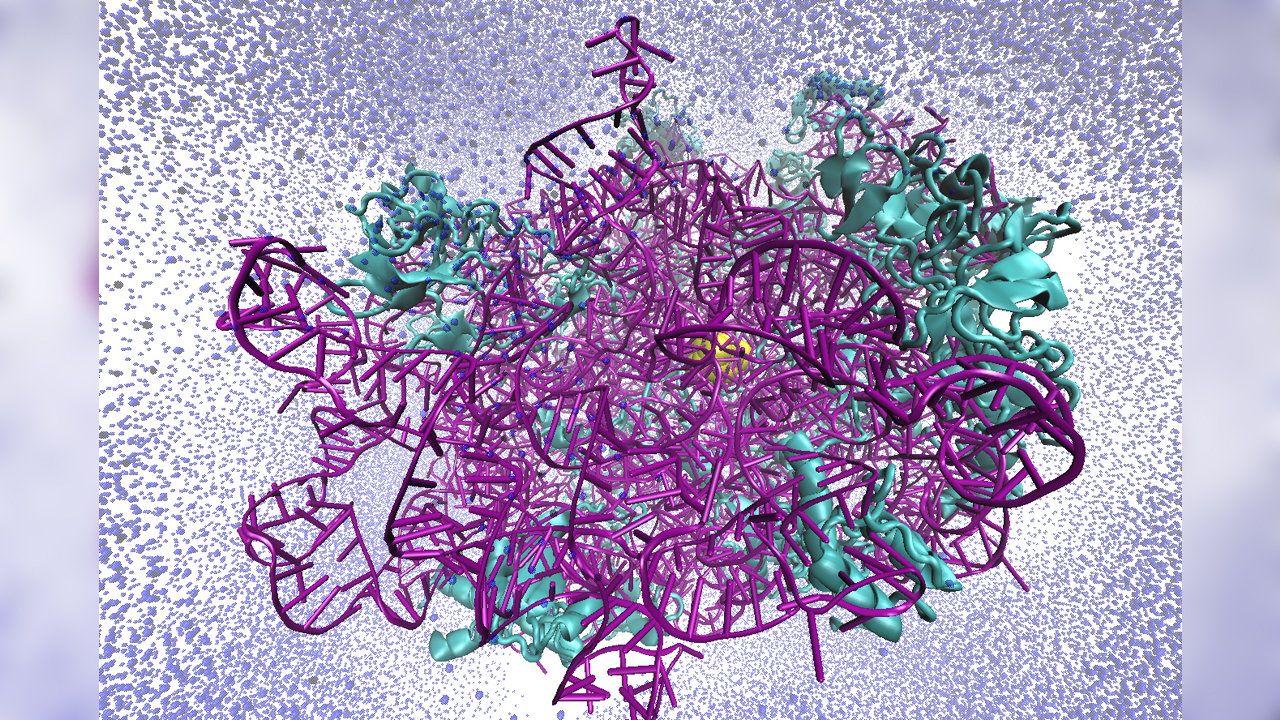 Ribosom-Antibiotika-Komplex
