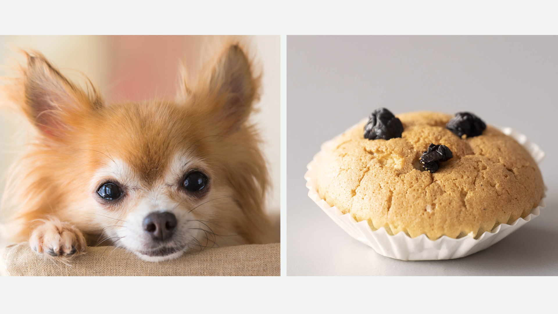 Hund und Muffin – wie ähnlich sehen sie sich?