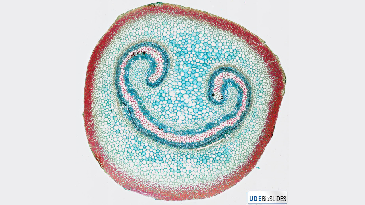 Microscopic image: cross section through a fern petiole.