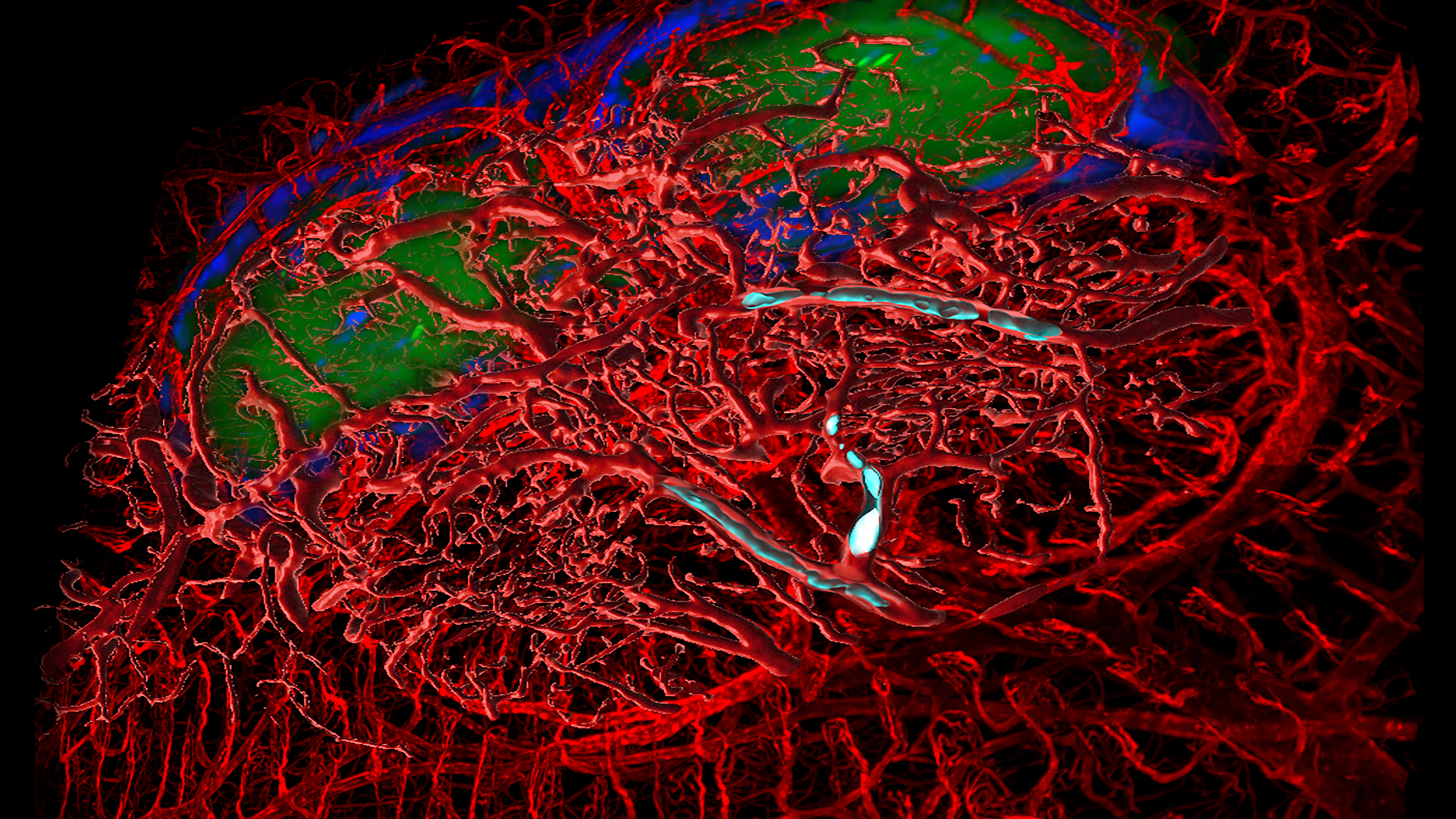 Schematic representation of Ig-producing intestinal tissue of the mouse. Some blood vessels are blocked. 