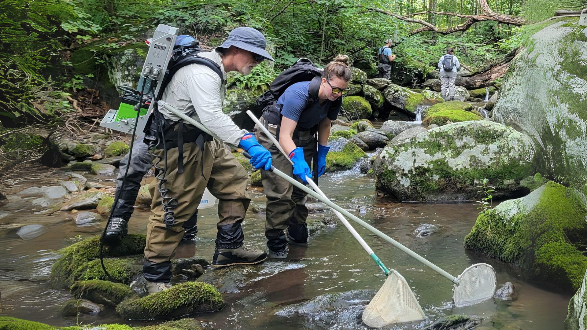 Mit Hilfe des Elektrofischfangs untersucht ein Team der US-Umweltbehörde EPA in Little Hunting Creek, Virginia, die Fischbestände, um den ökologischen Zustand von Flüssen und Bächen zu erfassen vermutlich von Erdöl.lauen Handschuh hält die Platte in die Kamera, im Hintergrund ist unscharf der Rhein und dessen Ufer zu sehen.
