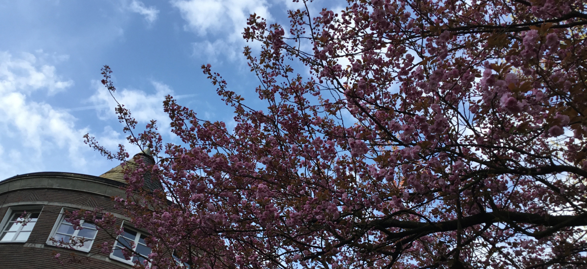 Blühender Baum vor dem LF-Gebäude mit Blick in den Himmel