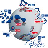 Statt sich in die passgenauen Spalten zu legen, docken die Greifwerkzeuge (blau) an der Oberfläche der Proteinkugel an.
