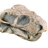 Der untersuchte, 260 Mio. Jahre alte Tierschädel 