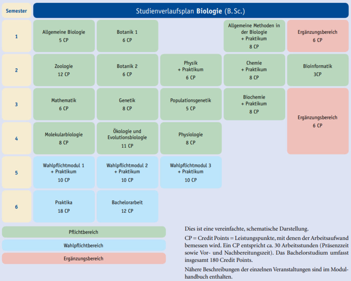 Studienverlaufsplan des Bachelorstudiengangs Biologie an der Universität Duisburg-Essen