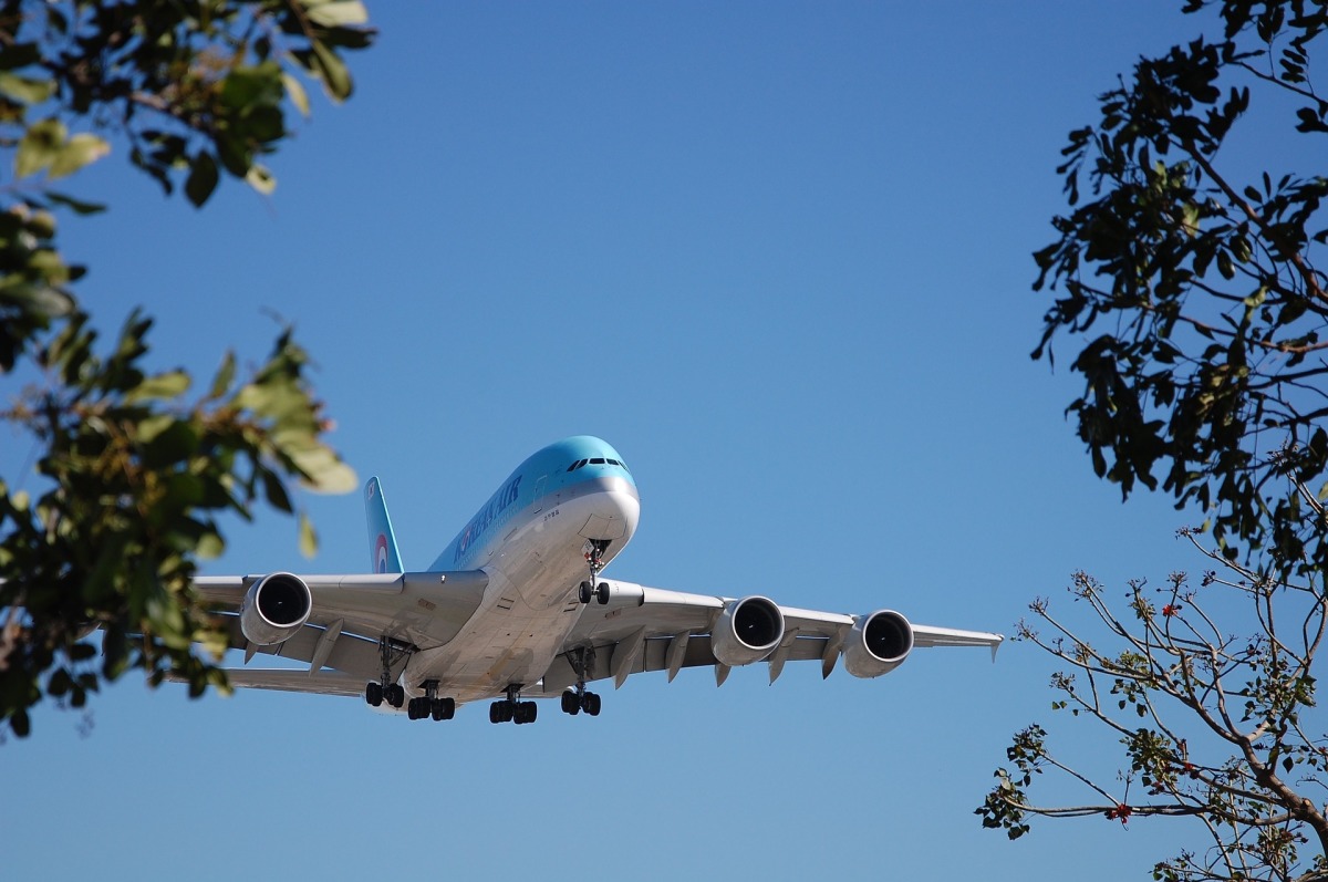 Zu sehen ist ein hellblaues Flugzeug vor blauem Himmel, halb versteckt von einem Baum, der grünes Laub trägt