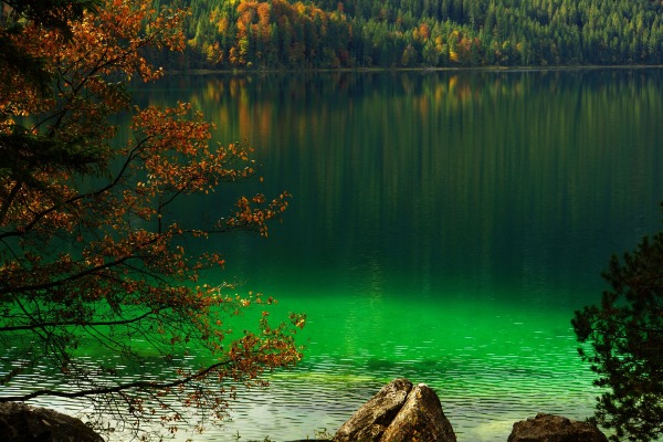 Zu sehen ist der Teil eines Sees mit grünem Wasser, im Vordergrund ein herbstlicher Baum.