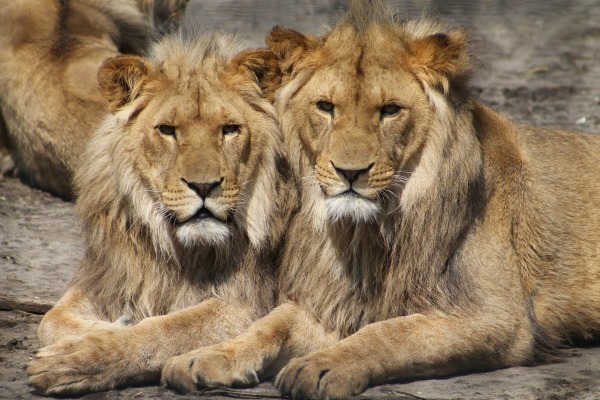 Zu sehen sind zwei männliche Löwen, die auf einem Stein liegen und in die Kamera gucken.