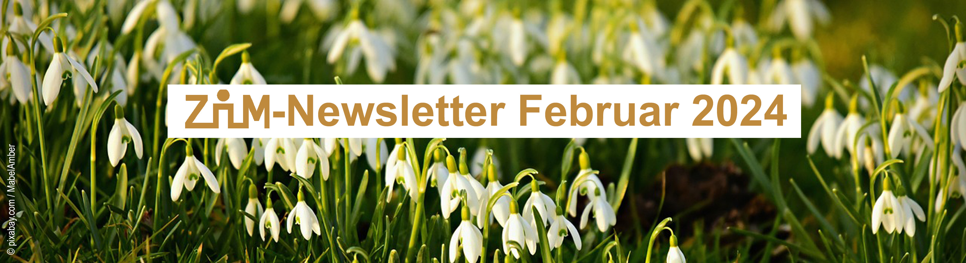 Header Zim-newsletter Februar 2024