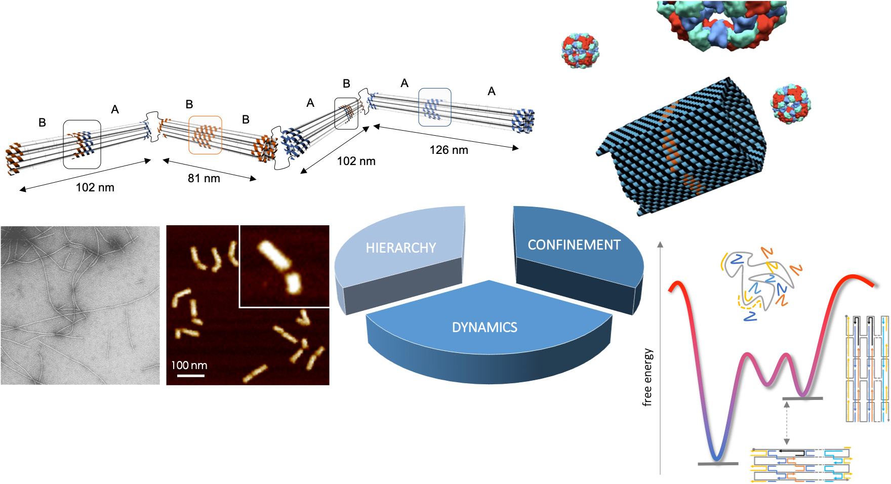 Figure: DNA Nanotechnology - from molecules to self-organized nanostructures