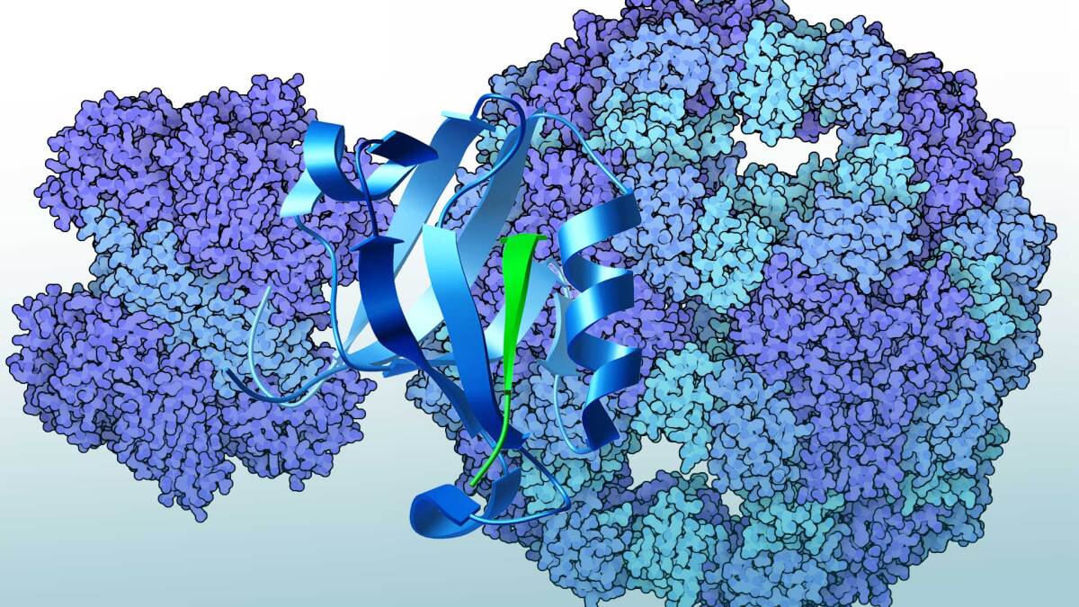 Prokaryotic PDZ Domains