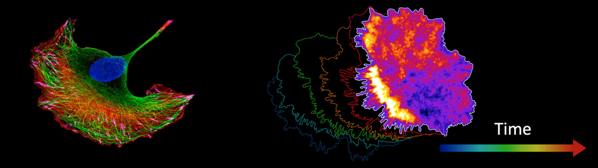 Collage of microscope images of cells