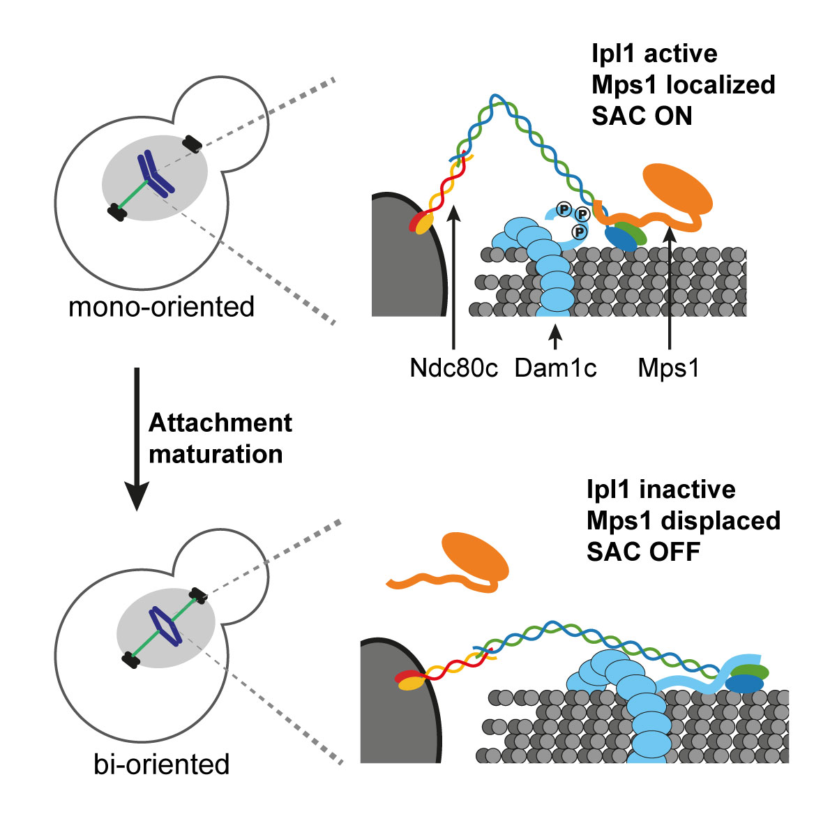 Graphic research illustration that explains the details of kinetochores as dynamic signaling scaffolds.