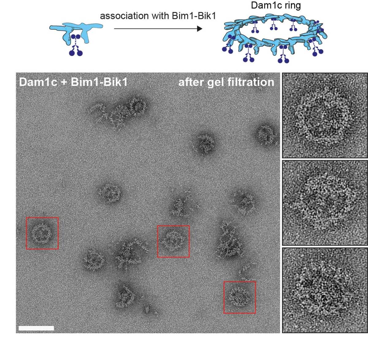 The research image shows a collage of a microscopy image and a graphic illustration of the DAM1C ring.