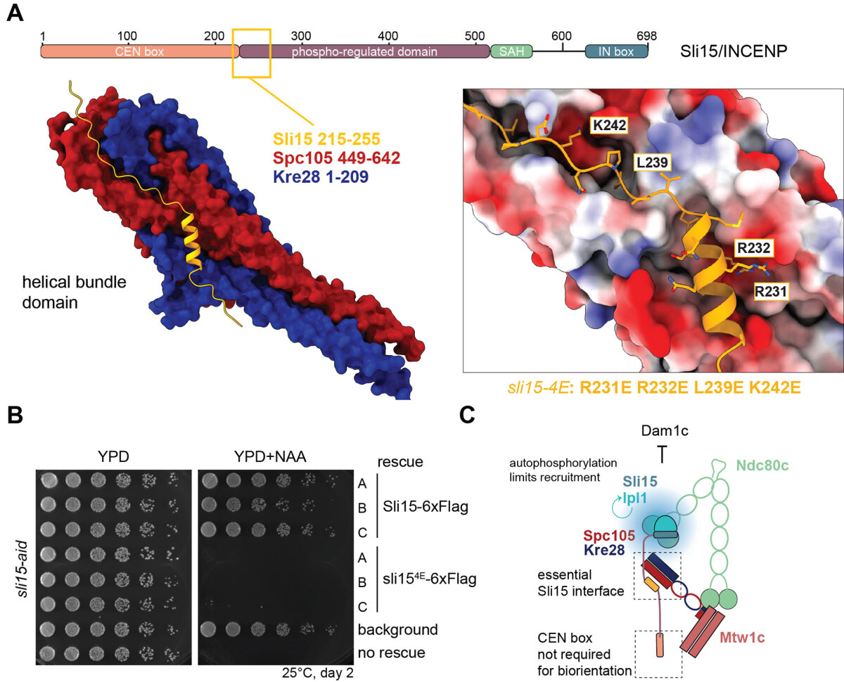 Graphic research illustration that explains the details of tension-sensing mechanisms at the kinetochore.