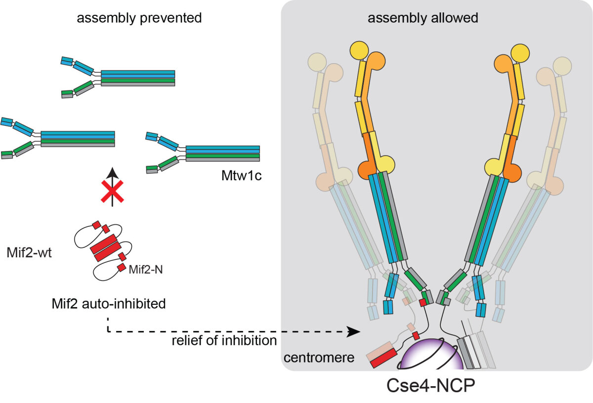 Graphic research illustration that explains the details of the mechanisms underlying centromere-specific kinetochore assembly.