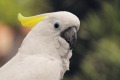 Yellow-crested-cockatoo-gb7134150f 1920